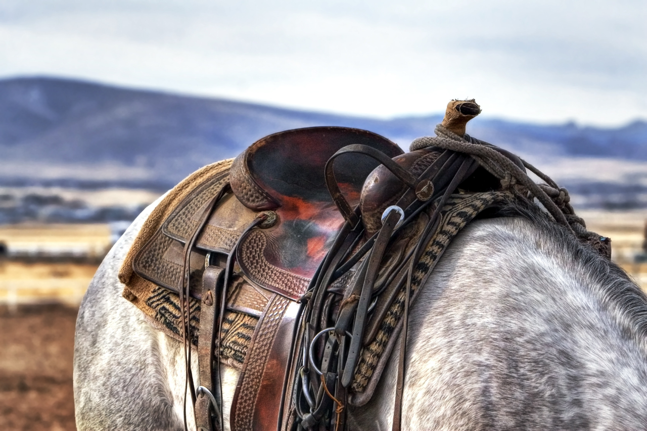 Saddles & Accessories