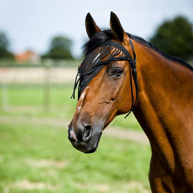 Horze Simple Fly Veil - The Trading Stables