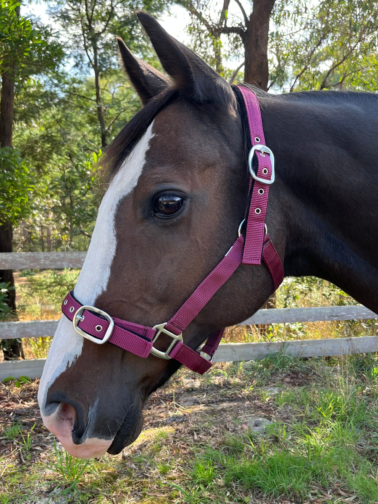 Equihart Padded Halter - The Trading Stables