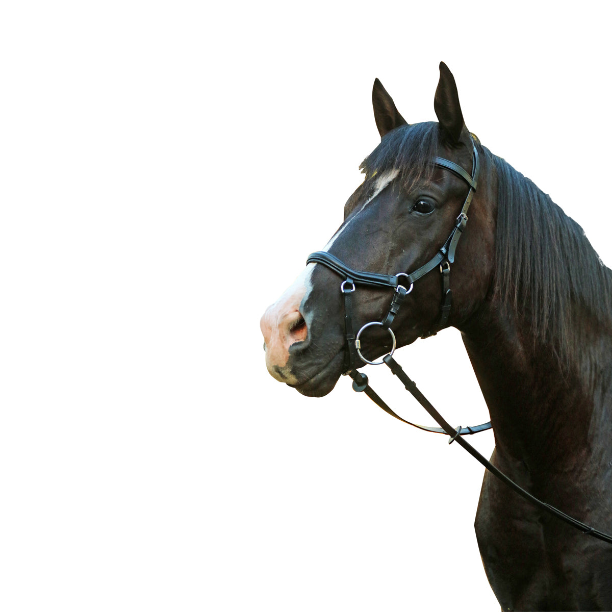 McAlister Competition Bridle - The Trading Stables