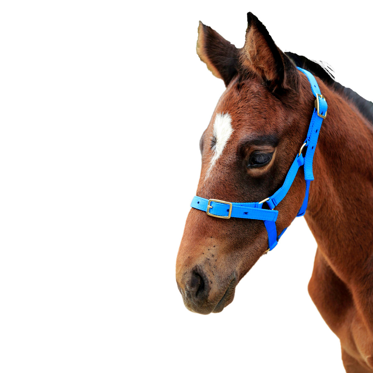 Headstall - Nylon Foal Showcraft