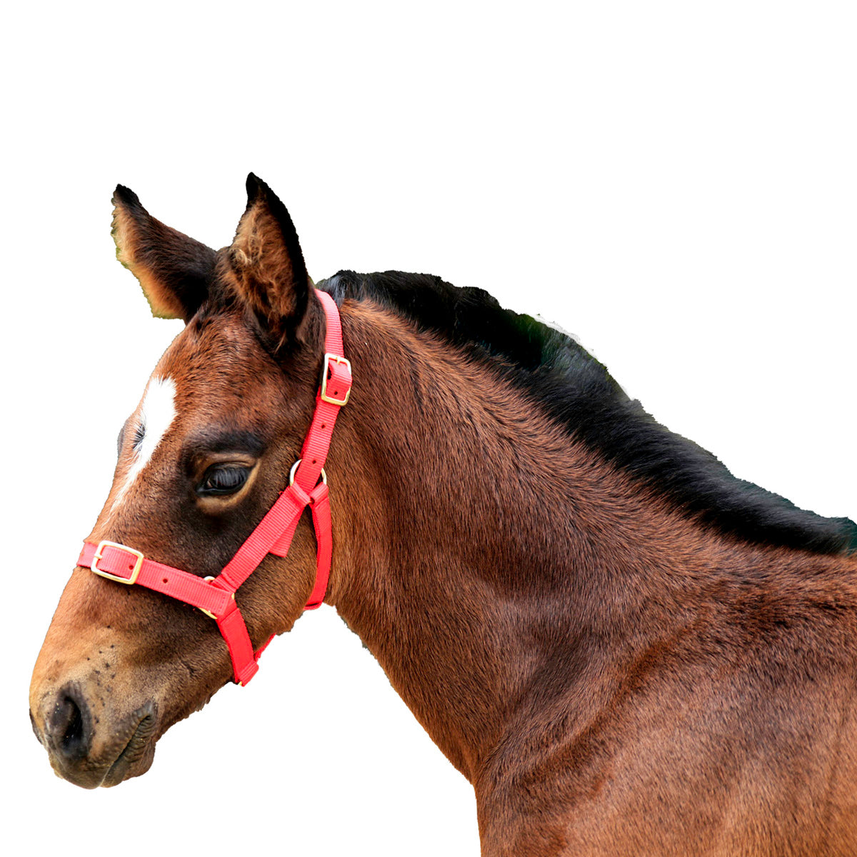 Headstall - Nylon Foal Showcraft