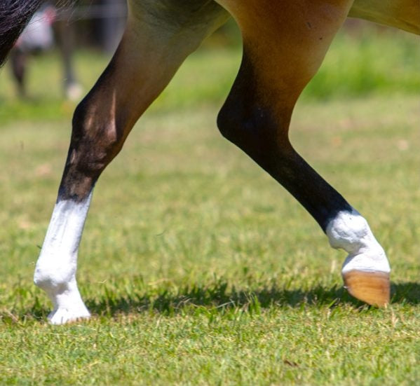 Equine White Sox