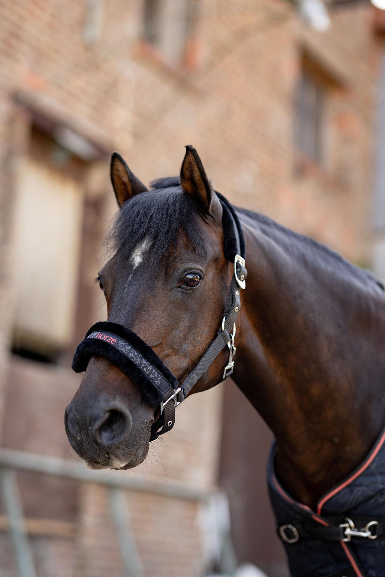 Horze Pegasus Pony Halter Set