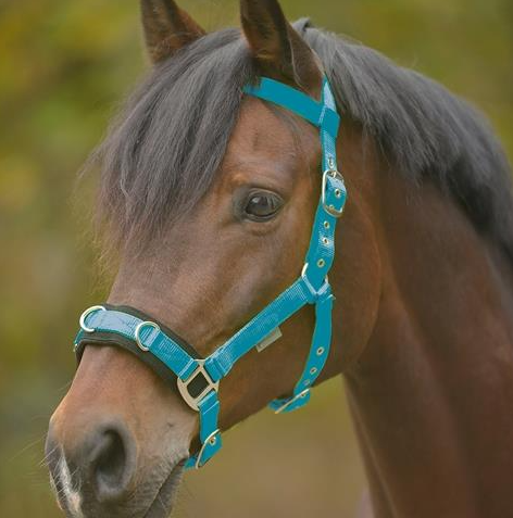 Lunging Cavesson Light Weight