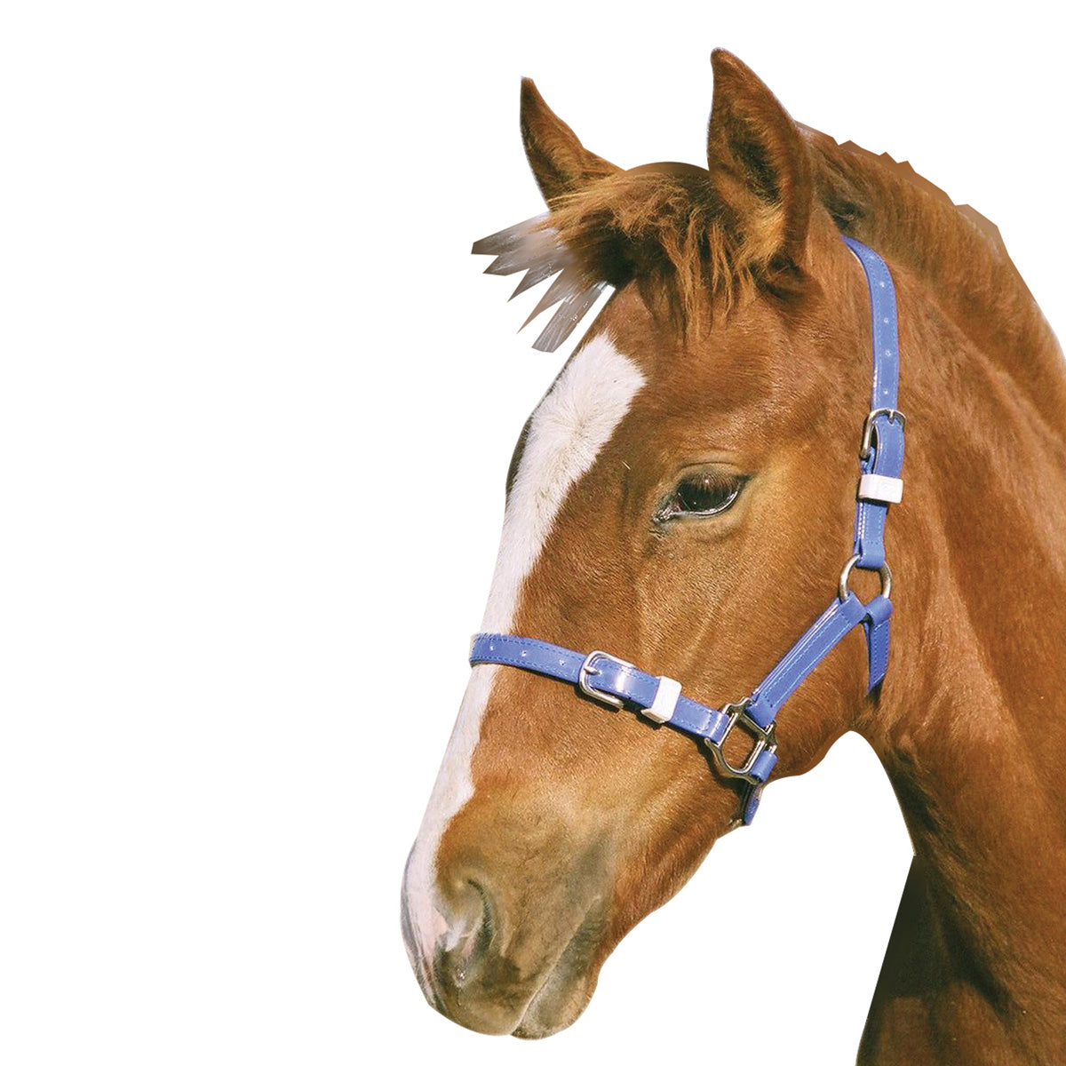 Showcraft Foal/Mini PVC Headstall