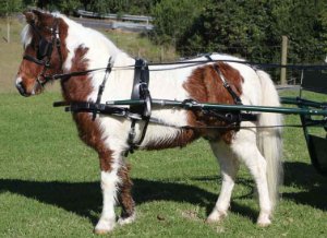Full Mini Harness - never used