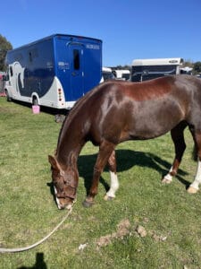 Equine Super Goo Hot Oil Wash