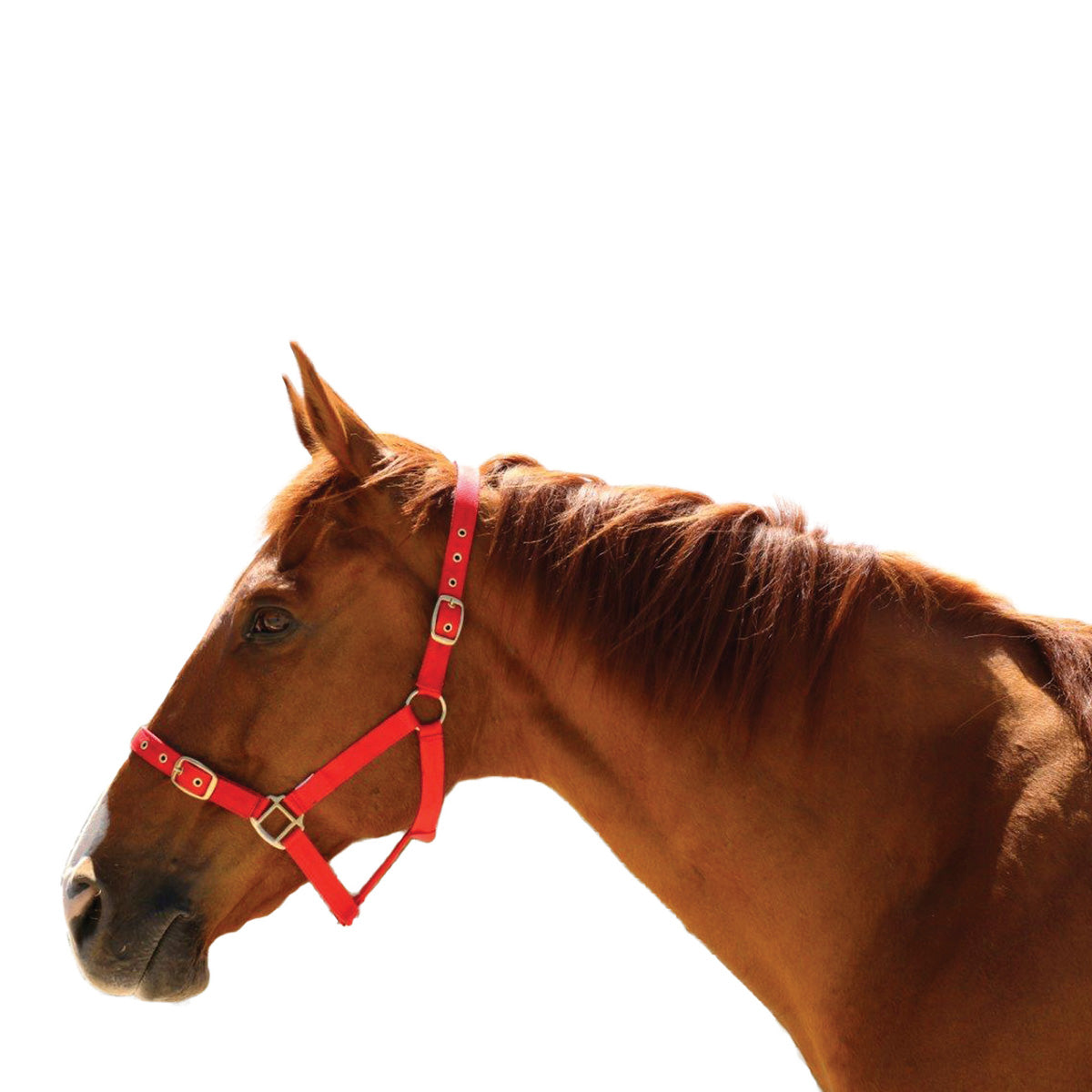 Eureka Buckle Halter - The Trading Stables