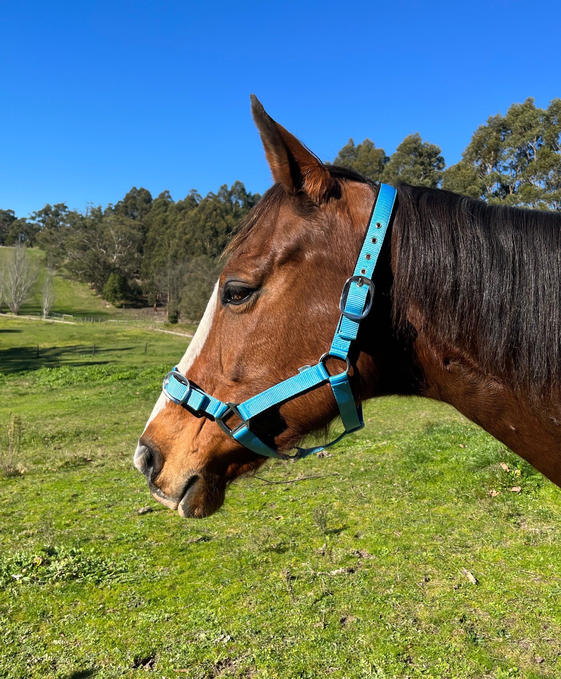 Equihart Padded Halter - The Trading Stables