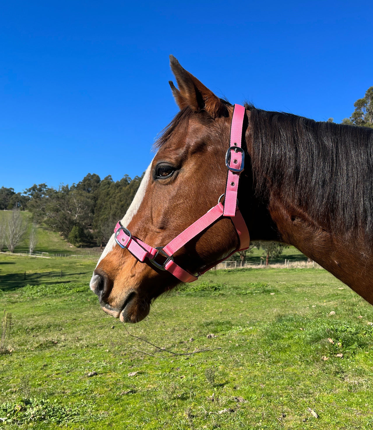 Equihart Padded Halter - The Trading Stables
