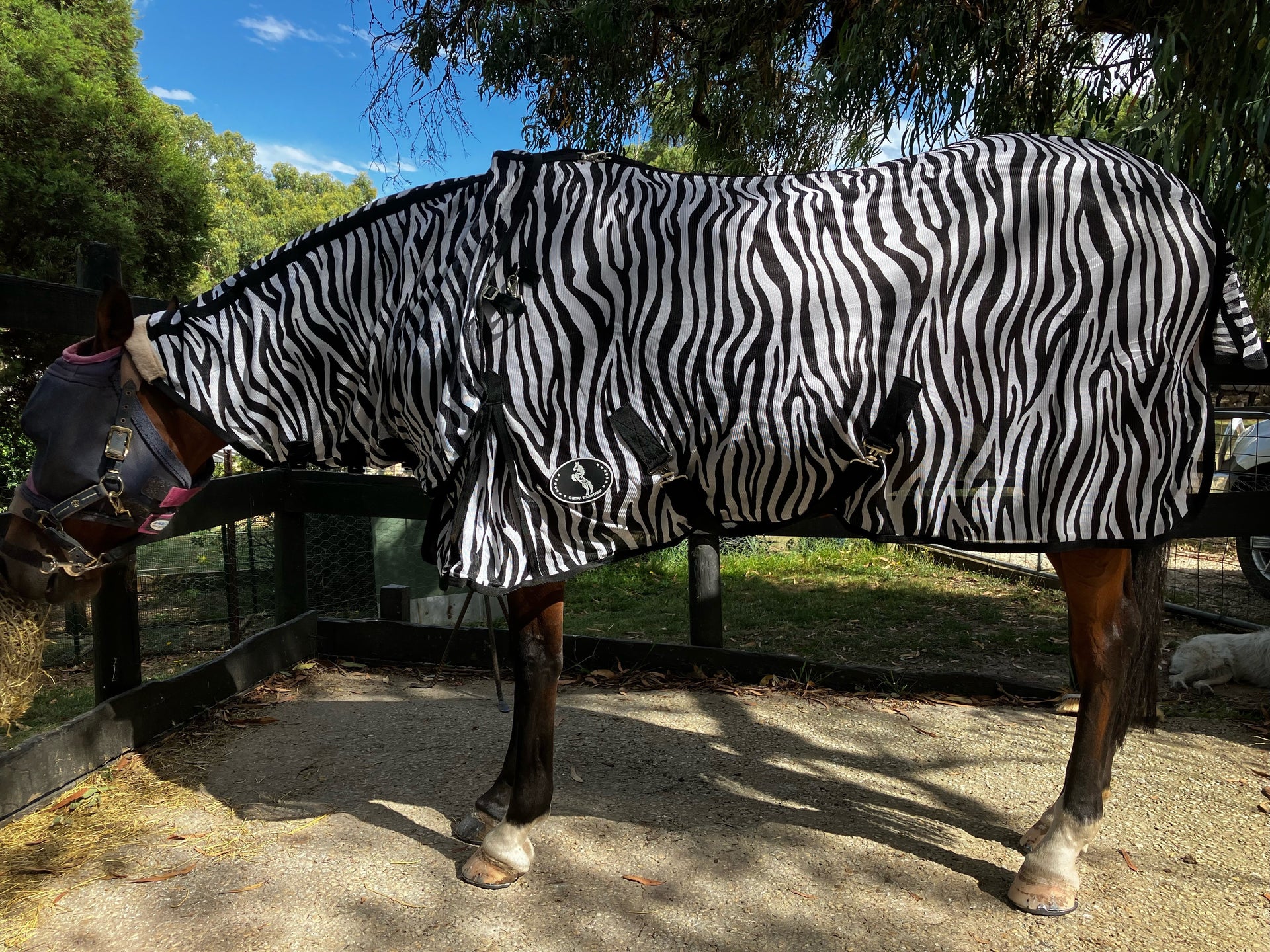 Chetak Equestrian Zebra Print Detachable Mesh Combo - The Trading Stables